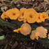 Craterellus ignicolor